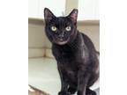 Adopt Wednesday a All Black Domestic Shorthair / Mixed (short coat) cat in