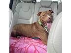 Adopt Nicolette -IN FOSTER a Brown/Chocolate Mixed Breed (Medium) / Mixed dog in
