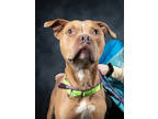 Adopt Zane a Brown/Chocolate American Pit Bull Terrier / Mixed dog in Atlanta