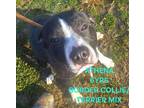 Adopt ATHENA a Black Border Collie / Terrier (Unknown Type