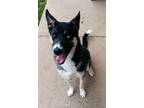 Adopt Archo a Black Husky / Mixed dog in Mayfield, KY (40719819)