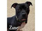 Adopt Zane a Black - with White Staffordshire Bull Terrier / Mixed dog in