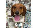 Adopt Basil a Tricolor (Tan/Brown & Black & White) Beagle / Mixed dog in Warren