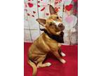 Adopt Vixen a Tan/Yellow/Fawn American Pit Bull Terrier / German Shepherd Dog /