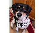 Adopt Jasper a Tricolor (Tan/Brown & Black & White) Beagle / Mixed dog in