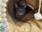 Adopt Annie a Gray or Blue Domestic Shorthair / Mixed cat in Bossier City