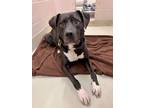 Adopt ANGEL a Black Labrador Retriever / Mixed dog in Frederick, MD (40733450)