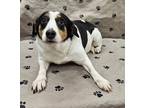 Adopt Gwen a Black Beagle / Australian Shepherd / Mixed dog in Malvern