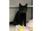 Adopt Frisco a All Black Domestic Shorthair / Domestic Shorthair / Mixed cat in