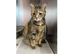 Adopt Tails a Orange or Red Domestic Shorthair / Mixed Breed (Medium) / Mixed