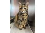 Adopt Tails a Orange or Red Domestic Shorthair / Domestic Shorthair / Mixed cat