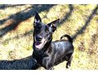 Adopt Chichi a Black - with White Belgian Malinois / German Shepherd Dog / Mixed