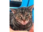 Adopt Sutton a Gray or Blue Domestic Shorthair / Domestic Shorthair / Mixed cat