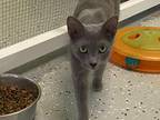 Adopt Grady a Gray or Blue Domestic Shorthair / Mixed Breed (Medium) / Mixed