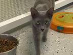 Adopt Grady a Gray or Blue Domestic Shorthair / Domestic Shorthair / Mixed cat