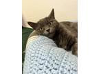 Adopt Sky a Gray or Blue Domestic Shorthair / Russian Blue / Mixed cat in