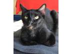 Adopt Mystery a All Black Domestic Mediumhair / Domestic Shorthair / Mixed cat