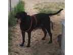 Adopt Jordan a Black Labrador Retriever / Mixed Breed (Medium) / Mixed (short