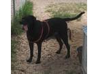 Adopt Jordan a Black Labrador Retriever / Mixed dog in Brooksville
