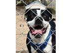 Adopt Tallahassee a Black Catahoula Leopard Dog / Mixed dog in Brooksville