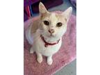 Adopt Marshmellow a White Domestic Shorthair / Domestic Shorthair / Mixed cat in