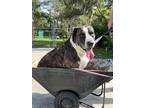 Adopt Rocket a Brindle Catahoula Leopard Dog / Mixed dog in Brooksville