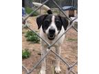 Adopt Snoopy a Black Mixed Breed (Medium) / Mixed dog in Brooksville