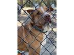 Adopt Chili a Brown/Chocolate Labrador Retriever / Mixed dog in Brooksville