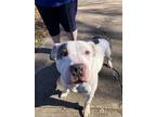 Adopt Petey a White American Pit Bull Terrier / Mixed Breed (Medium) / Mixed