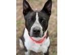 Adopt Finley a Black Mixed Breed (Large) / Mixed dog in New Smyrna Beach