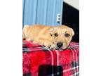 Adopt Flora a Tan/Yellow/Fawn Australian Cattle Dog / Shepherd (Unknown Type) /