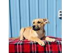 Adopt Darcy a Tan/Yellow/Fawn Australian Cattle Dog / Shepherd (Unknown Type) /