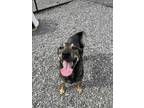 Adopt Lucy a Black Mixed Breed (Medium) / Mixed dog in Sylva, NC (40088413)