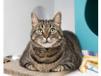 Adopt Stormy (In Foster) a Brown Tabby Domestic Shorthair / Mixed Breed (Medium)
