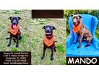 Adopt Mando a Black Retriever (Unknown Type) / Mixed dog in SEAGOVILLE