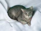 Adopt Sergei a Gray or Blue Russian Blue / Mixed (short coat) cat in Bedford