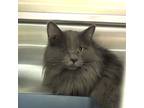 Adopt Fabio a Gray or Blue Domestic Longhair / Domestic Shorthair / Mixed cat in