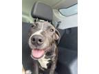 Adopt Jules MM a Mixed Breed (Medium) dog in San Angelo, TX (40743393)