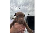 Adopt Josslyn MM a Mixed Breed (Medium) dog in San Angelo, TX (40743387)