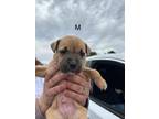 Adopt Jonas MM a Mixed Breed (Medium) dog in San Angelo, TX (40743392)