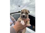 Adopt Jennings MM a Mixed Breed (Medium) dog in San Angelo, TX (40743386)