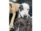 Adopt Jemma MM a Mixed Breed (Medium) dog in San Angelo, TX (40743388)