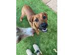 Adopt Imani a Red/Golden/Orange/Chestnut - with Black Rhodesian Ridgeback /