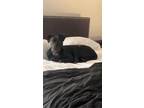 Adopt Darla a Black Labrador Retriever / Mixed dog in Johnston, RI (39560260)