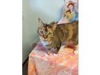 Adopt Maggie a Domestic Shorthair cat in Crescent City, FL (40849619)