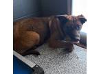 Adopt Shasta a Red/Golden/Orange/Chestnut Belgian Shepherd / Mixed dog in