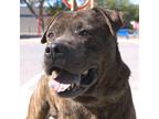 Adopt Rocky a Brindle Labrador Retriever / Mixed dog in El Paso, TX (40849472)