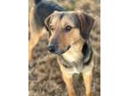 Adopt Chase a Tricolor (Tan/Brown & Black & White) Hound (Unknown Type) / Mixed