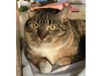 Adopt Vicki a Domestic Shorthair / Mixed (short coat) cat in Jim Thorpe
