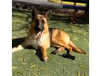 Adopt Juniper a Black German Shepherd Dog / Mixed dog in El Paso, TX (40688008)